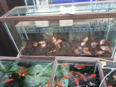 Snails and Fish at Pet Alley, Seoul
