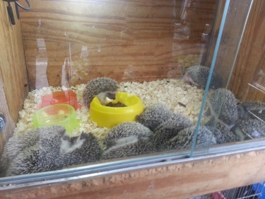 Hedgehogs at Pet Alley